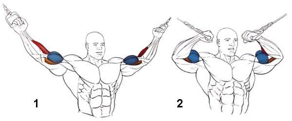 cable-crossover-bicep-curl-working-muscles