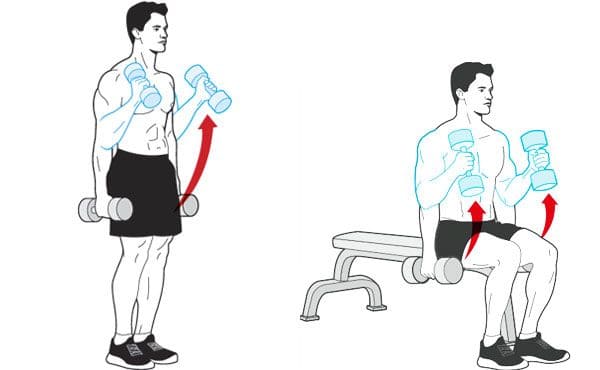 Dumbbell-hammer-curl-while-standing-and-sitting