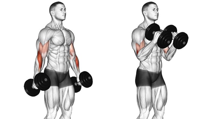 dumbbell-hammer-curl-working-muscles