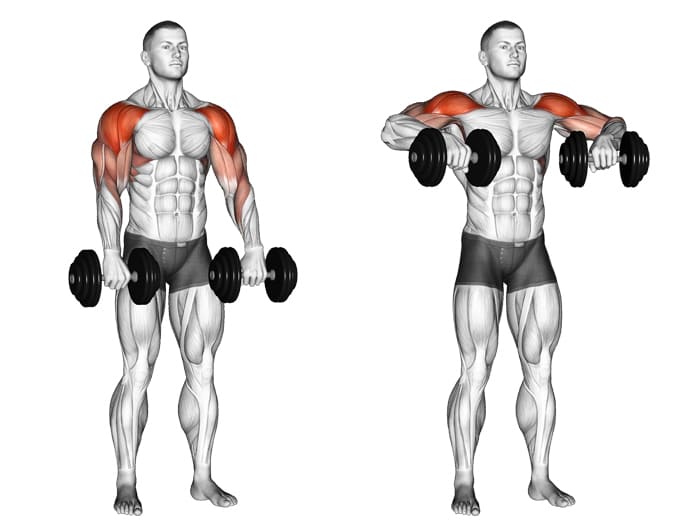 dumbbell-upright-rows-working-muscles