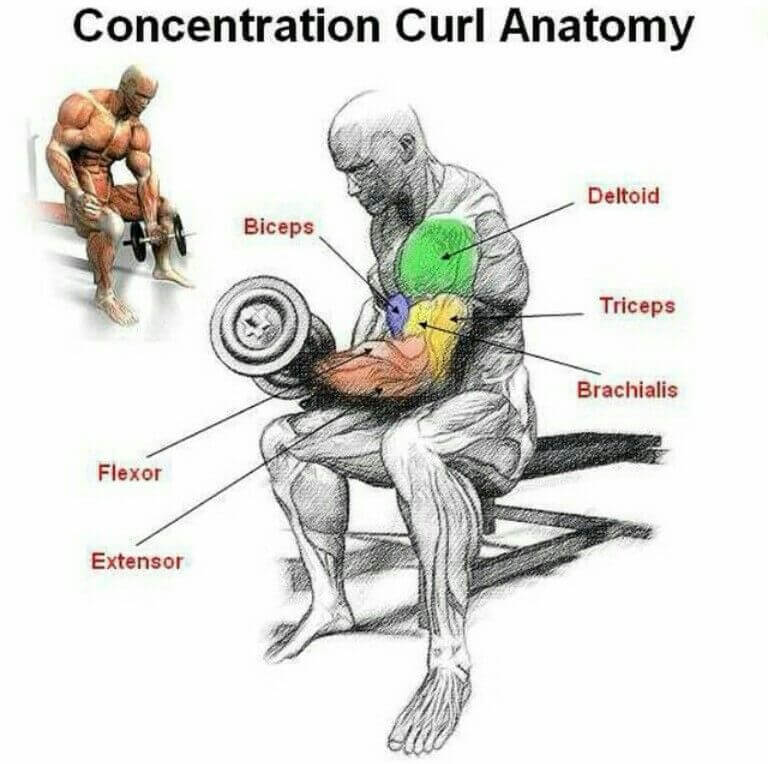 dumbbell-concentration-curl-working-muscles